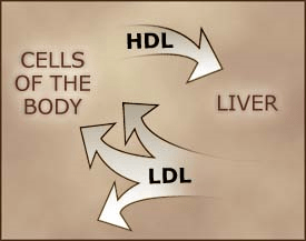 HDL-LDL-function